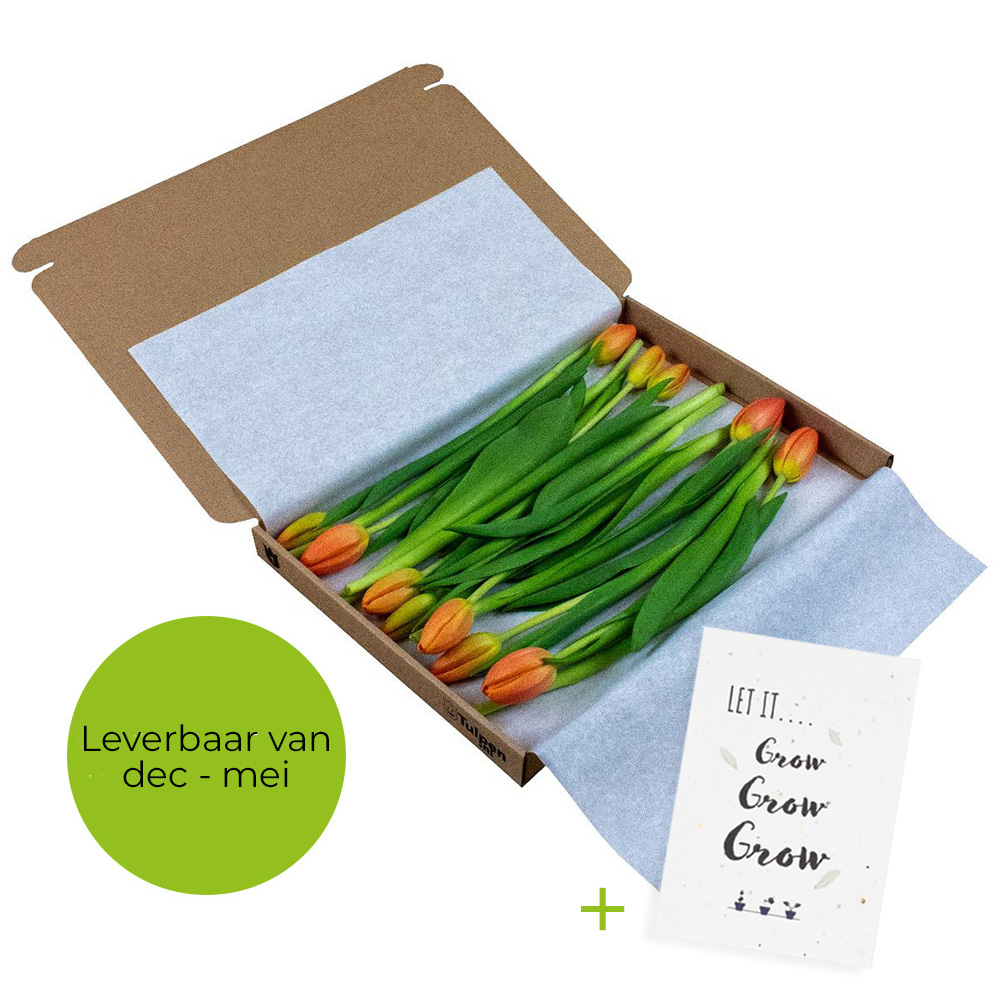 12 tulips in box